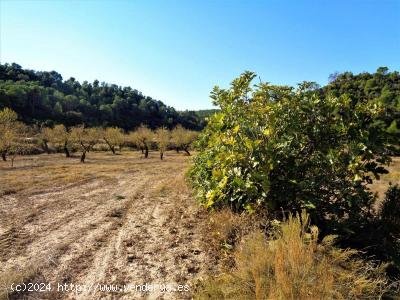 Finca en venta en Maella (Zaragoza)