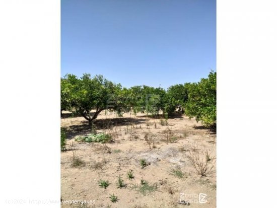 Finca en venta en Algemesí (Valencia)