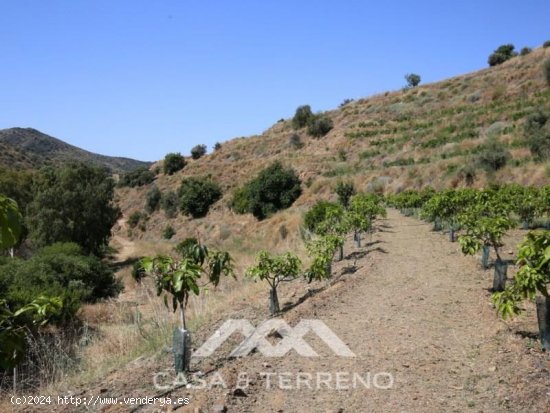 Finca en venta en Totalán (Málaga)