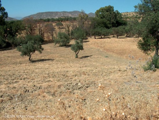 Finca en venta en Alhaurín el Grande (Málaga)