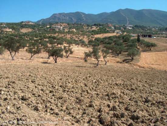 Finca en venta en Alhaurín el Grande (Málaga)