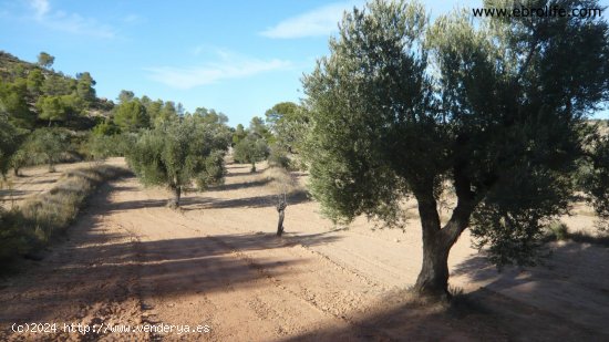 Finca en venta en Nonaspe (Zaragoza)