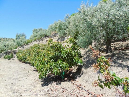 Casa en venta en Canillas de Albaida (Málaga)