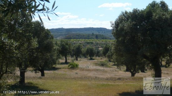 Finca en venta en Maella (Zaragoza)