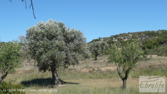 Finca en venta en Maella (Zaragoza)