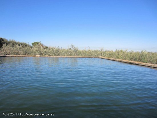  Finca en venta en La Selva del Camp (Tarragona) 