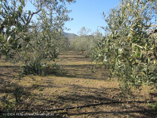 Finca en venta en La Selva del Camp (Tarragona)