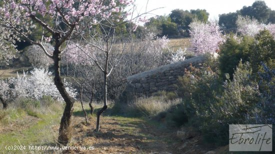 Finca en venta en Caseres (Tarragona)