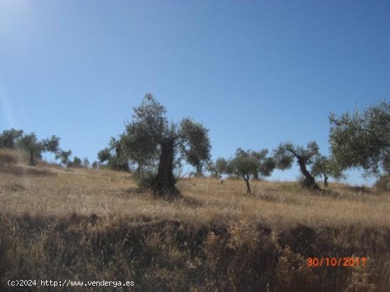  Finca en venta en Montemolín (Badajoz) 