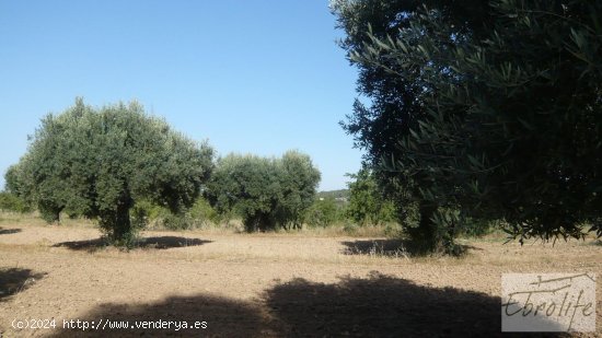  Finca en venta en Arens de Lledó (Teruel) 