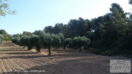 Finca en venta en Arens de Lledó (Teruel)