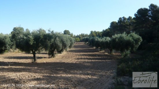 Finca en venta en Arens de Lledó (Teruel)