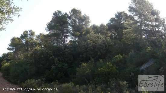 Finca en venta en Arens de Lledó (Teruel)