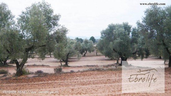 Finca en venta en Calaceite (Teruel)