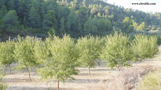 Finca en venta en Calaceite (Teruel)