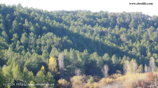 Finca para invertir en Ráfales (Teruel)