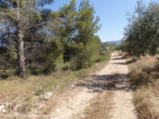  Finca en venta en El Masroig (Tarragona) 