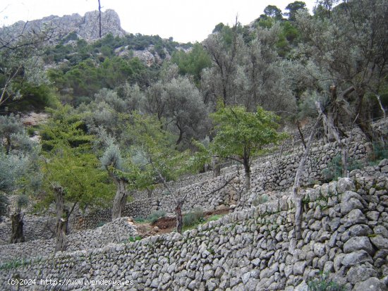 Finca en venta en Fornalutx (Baleares)