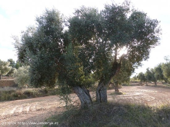 Finca en venta en Valjunquera (Teruel)