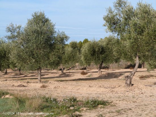 Finca en venta en Torre del Compte (Teruel)