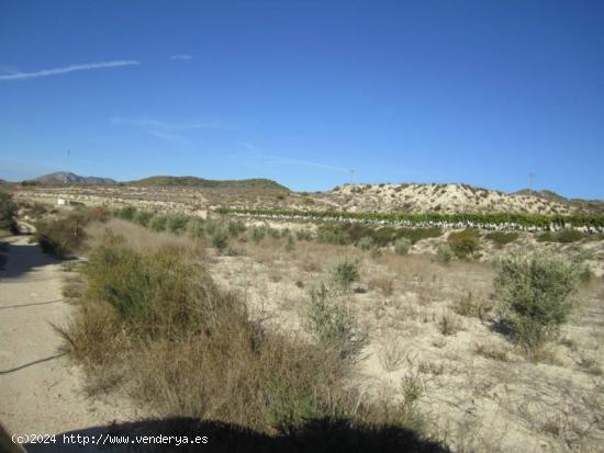 TERRENO LA ROMANA - ALICANTE