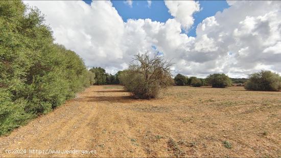  Fantástico terreno de 16.300 m²  cerca de Campos - BALEARES 