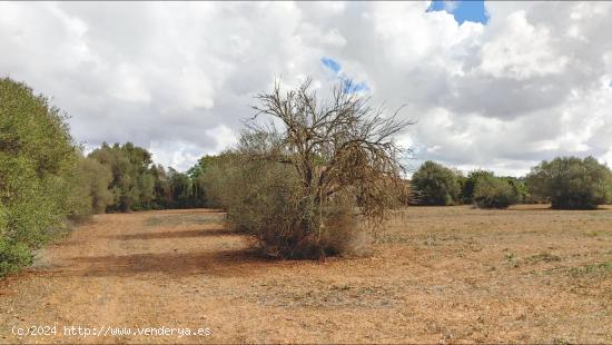 Fantástico terreno de 16.300 m²  cerca de Campos - BALEARES