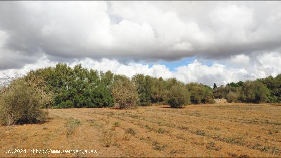 Fantástico terreno de 16.300 m²  cerca de Campos - BALEARES