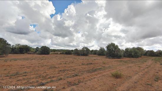 Fantástico terreno de 16.300 m²  cerca de Campos - BALEARES