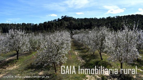 Finca para invertir en Maella (Zaragoza)