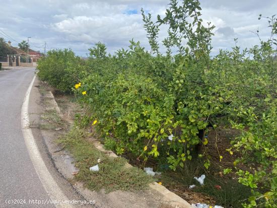  PARCELA URBANA EN LA HUERTA DE EL ESPARRAGAL - MURCIA 