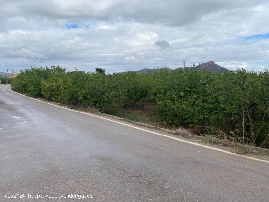 PARCELA URBANA EN LA HUERTA DE EL ESPARRAGAL - MURCIA