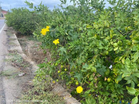 PARCELA URBANA EN LA HUERTA DE EL ESPARRAGAL - MURCIA