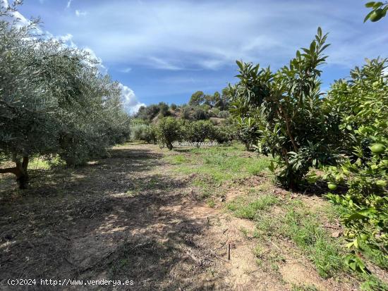 FINCA RUSTICA PARA USO AGRARIO - ALICANTE