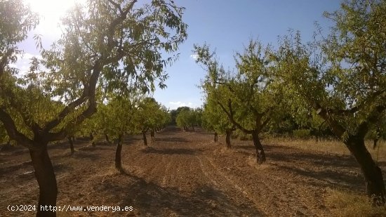 Suelo rústico en venta  en Horta de Sant Joan - Tarragona