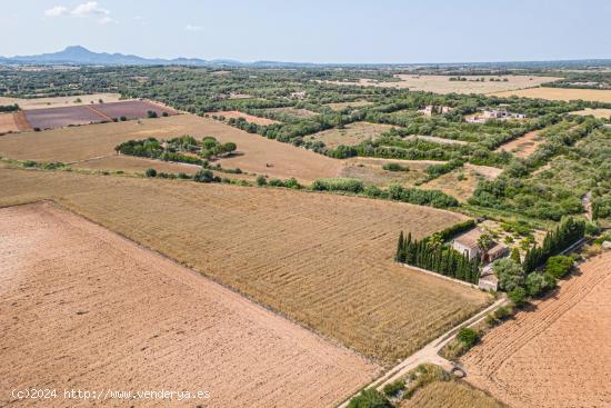 Terreno de 7103 m2 en Manacor - BALEARES