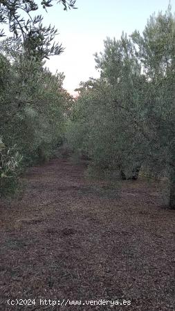 FINCA CON OLIVOS!!! - GRANADA