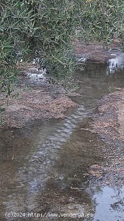 FINCA CON OLIVOS!!! - GRANADA