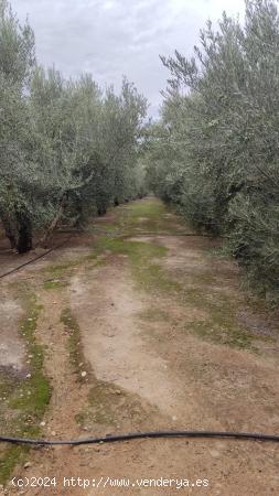 FINCA CON OLIVOS!!! - GRANADA