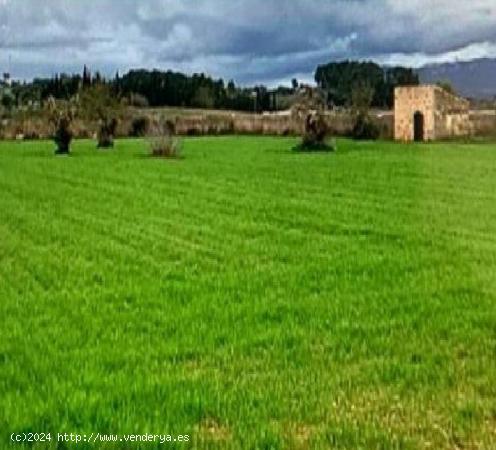 Terreno rural en Sencelles - BALEARES