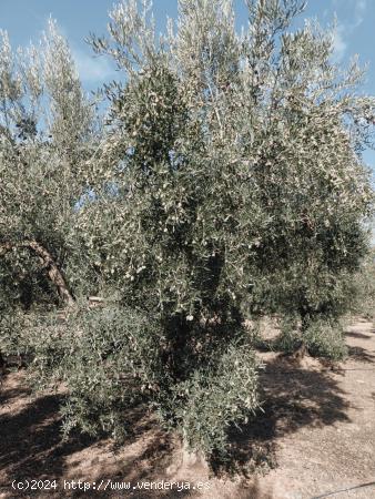  Espectacular finca de Olivos - GRANADA 