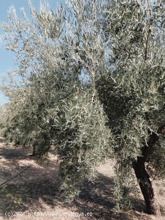 Espectacular finca de Olivos - GRANADA