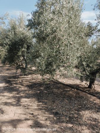 Espectacular finca de Olivos - GRANADA