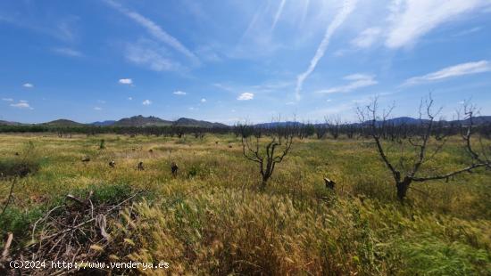 finca rustica en paraje Jimena - Jumilla - MURCIA