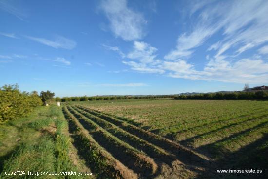 Terreno rústico en la pedanía de Molins en Orihuela, 4.400 m2. de superficie. - ALICANTE