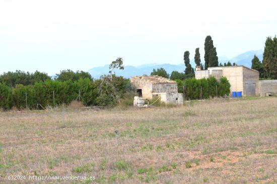 Finca rústica con caseta de herramientas y vistas a la Serra de Tramuntana  en Muro - BALEARES