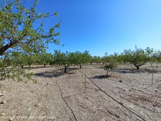 Terreno rural en Puerto Lumbreras en la zona del Cabezo del Trigo - MURCIA