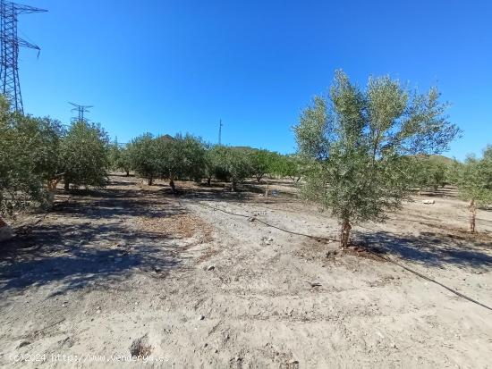 Terreno rural en Puerto Lumbreras en la zona del Cabezo del Trigo - MURCIA