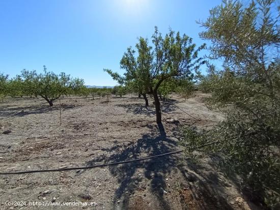 Terreno rural en Puerto Lumbreras en la zona del Cabezo del Trigo - MURCIA