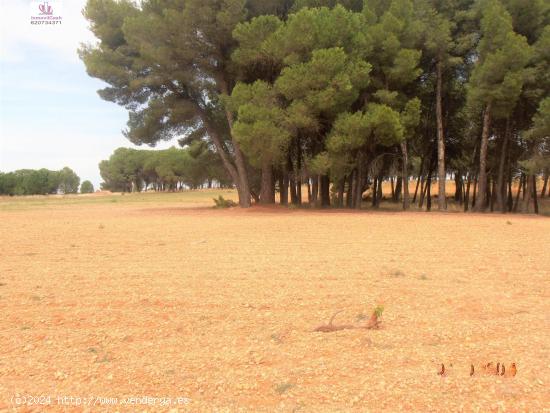 NMOVILCASH VENDE Parcela en Madrigueras (Albacete). Pinada de 17.958m2 - ALBACETE